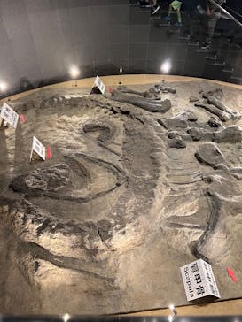福井県立恐竜博物館に投稿された画像（2025/8/4）
