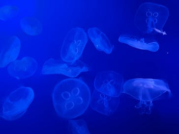 新江ノ島水族館に投稿された画像（2025/8/4）