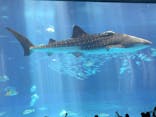 沖縄美ら海水族館に投稿された画像（2025/8/4）