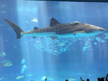 沖縄美ら海水族館に投稿された画像（2025/8/4）