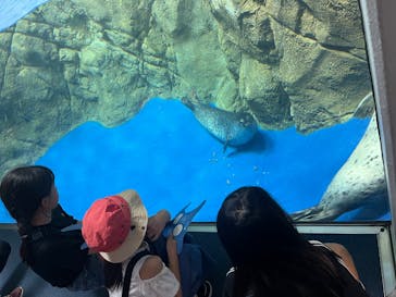新江ノ島水族館に投稿された画像（2025/8/4）