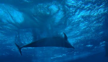 アクアワールド茨城県大洗水族館に投稿された画像（2025/8/4）