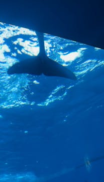 アクアワールド茨城県大洗水族館に投稿された画像（2025/8/4）