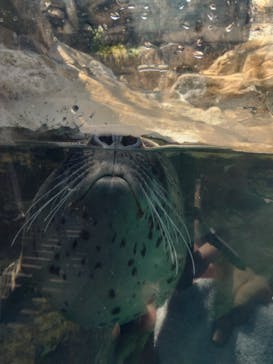 環境水族館アクアマリンふくしまに投稿された画像（2025/8/4）