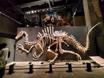 福井県立恐竜博物館に投稿された画像（2025/8/4）