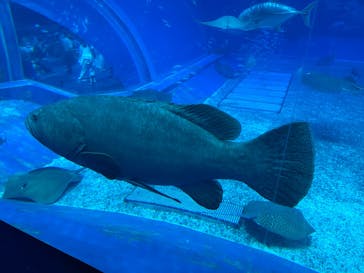 沖縄美ら海水族館に投稿された画像（2025/8/4）