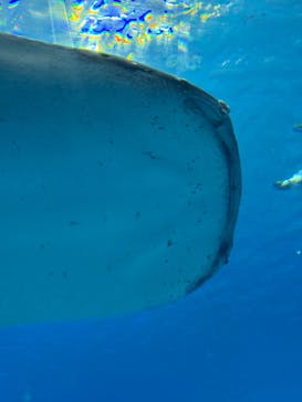 沖縄美ら海水族館に投稿された画像（2025/8/4）