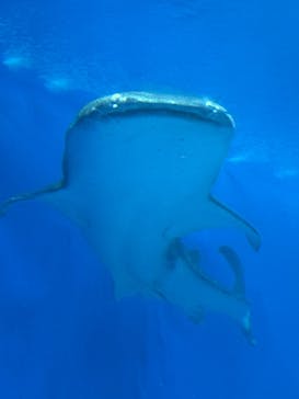 沖縄美ら海水族館に投稿された画像（2025/8/4）