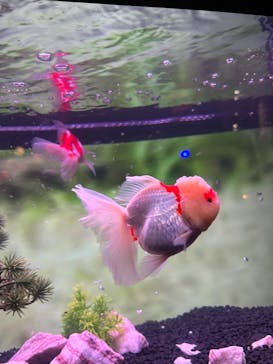 錦鯉・金魚アクアリウム in ときメッセに投稿された画像（2025/8/4）