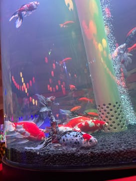 錦鯉・金魚アクアリウム in ときメッセに投稿された画像（2025/8/4）
