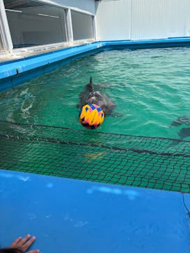 ゼロ距離水族館 伊勢シーパラダイスに投稿された画像（2025/8/4）