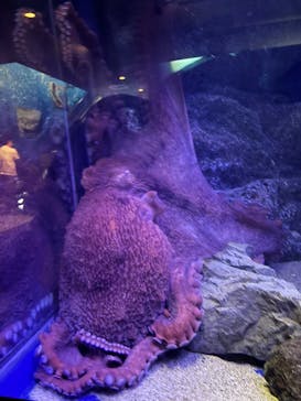 新江ノ島水族館に投稿された画像（2025/8/4）