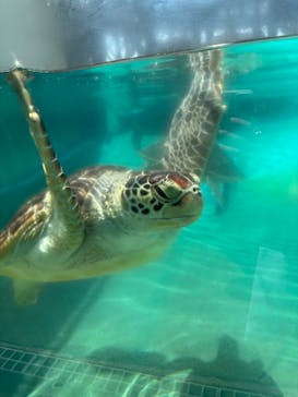 新江ノ島水族館に投稿された画像（2025/8/4）
