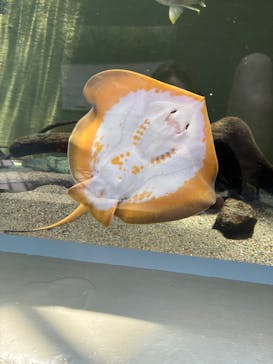 世界淡水魚園水族館　アクア・トトぎふに投稿された画像（2025/8/4）