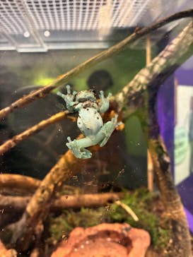 世界淡水魚園水族館　アクア・トトぎふに投稿された画像（2025/8/4）