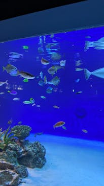 新江ノ島水族館に投稿された画像（2025/8/4）