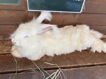 那須どうぶつ王国に投稿された画像（2025/8/4）