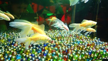 NARA KINGYO MUSEUMに投稿された画像（2025/8/4）