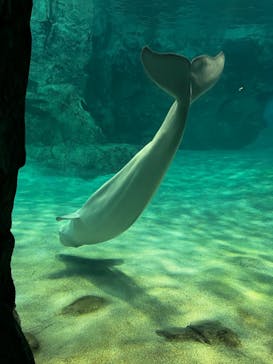 名古屋港水族館に投稿された画像（2025/8/4）