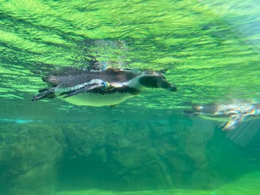 葛西臨海水族園に投稿された画像（2025/8/4）