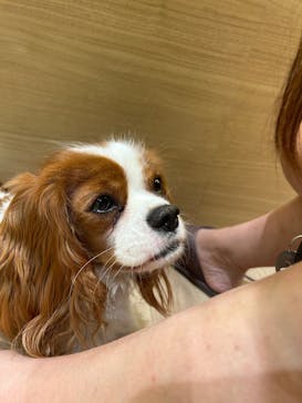 いぬカフェRio 仙台店に投稿された画像（2025/8/4）