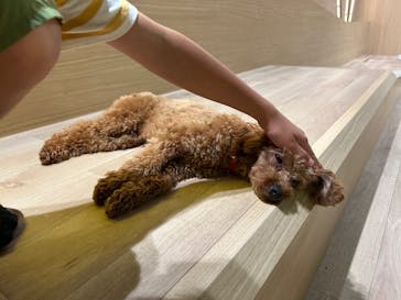 いぬカフェRio 仙台店に投稿された画像（2025/8/4）