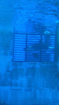 名古屋港水族館に投稿された画像（2025/8/4）