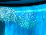 のとじま水族館に投稿された画像（2025/8/4）