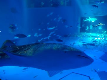 のとじま水族館に投稿された画像（2025/8/4）