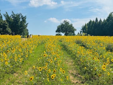 世羅高原農場に投稿された画像（2025/8/4）