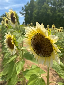 世羅高原農場に投稿された画像（2025/8/4）