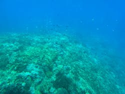 株式会社マリン観光開発に投稿された画像（2025/8/4）