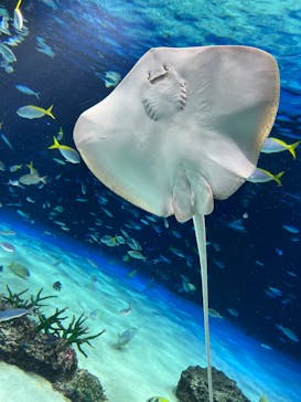 サンシャイン水族館に投稿された画像（2025/8/4）
