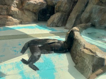 サンシャイン水族館に投稿された画像（2025/8/4）