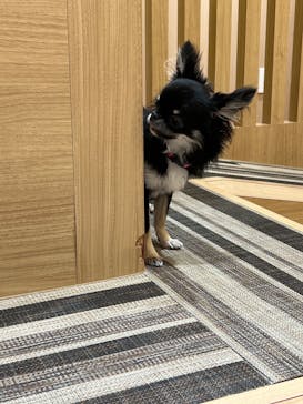 いぬカフェRio 秋葉原店に投稿された画像（2025/8/4）