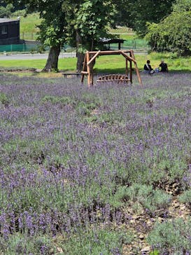 たんばらラベンダーパークに投稿された画像（2025/8/4）