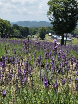 たんばらラベンダーパークに投稿された画像（2025/8/4）