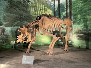 福井県立恐竜博物館に投稿された画像（2025/8/4）