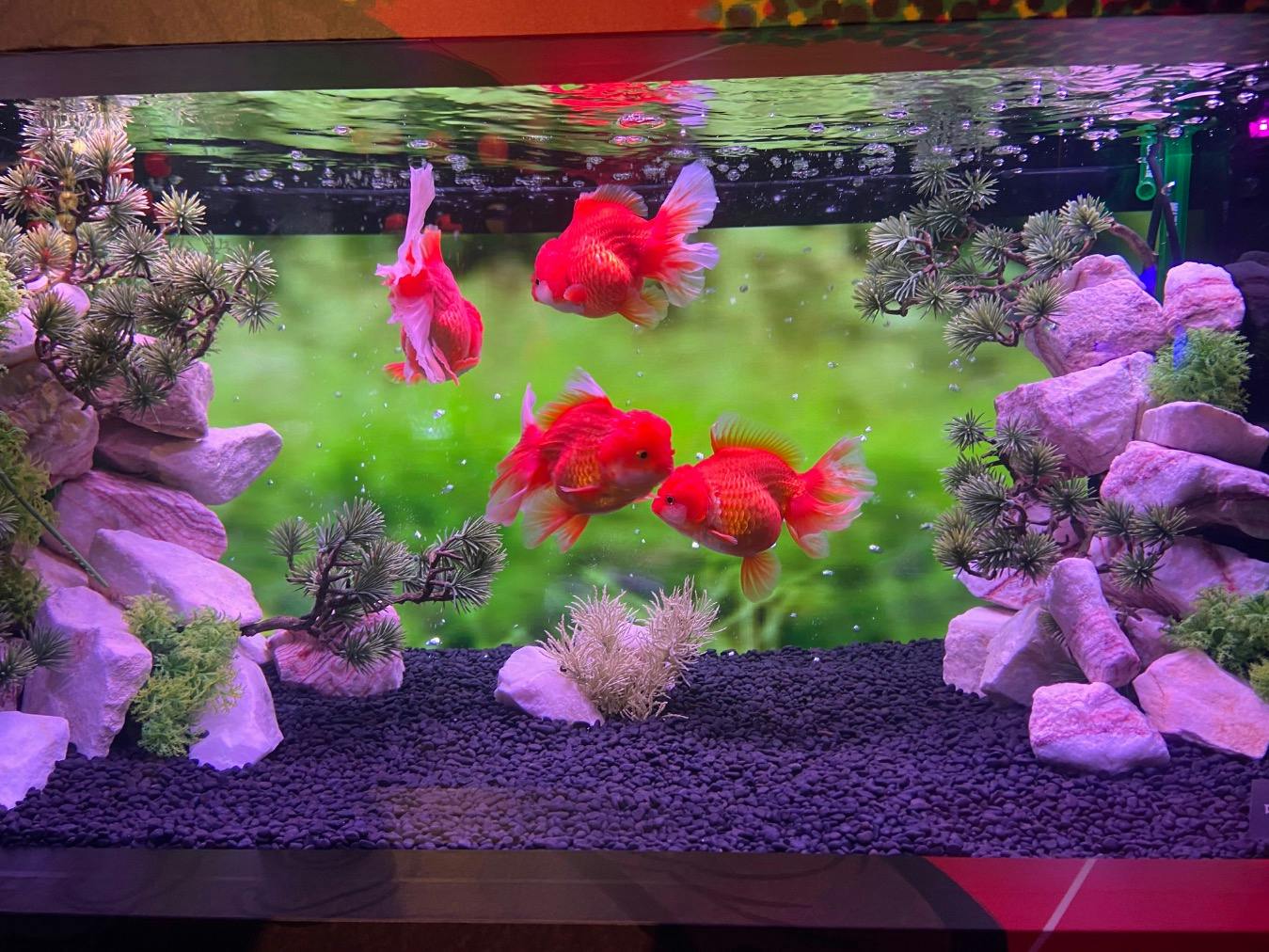 浮上性ひらめEP-F2 5kg 約2.5㎜ 金魚 錦鯉 熱帯魚 アクアリウム 浮上性ひらめEP-F2 5kg 約2.5㎜ 金魚 錦鯉 熱帯魚 アクアリウム