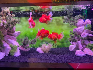 錦鯉・金魚アクアリウム in ときメッセに投稿された画像（2025/8/4）