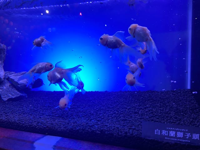 浮上性ひらめEP-F2 5kg 約2.5㎜ 金魚 錦鯉 熱帯魚 アクアリウム 浮上性ひらめEP-F2 5kg 約2.5㎜ 金魚 錦鯉 熱帯魚 アクアリウム