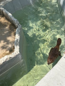 霞ケ浦 どうぶつとみんなのいえに投稿された画像（2025/8/4）