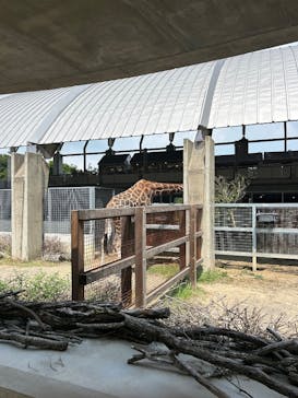 霞ケ浦 どうぶつとみんなのいえに投稿された画像（2025/8/4）