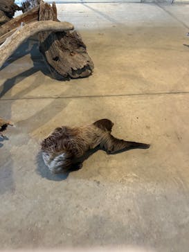 霞ケ浦 どうぶつとみんなのいえに投稿された画像（2025/8/4）