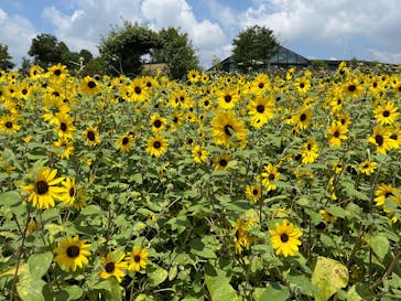 いばらきフラワーパークに投稿された画像（2025/8/4）