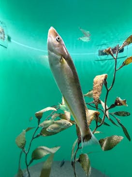 葛西臨海水族園に投稿された画像（2025/8/4）