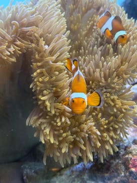葛西臨海水族園に投稿された画像（2025/8/4）
