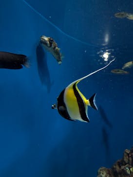 葛西臨海水族園に投稿された画像（2025/8/4）