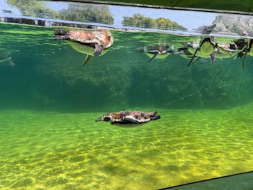 葛西臨海水族園に投稿された画像（2025/8/4）