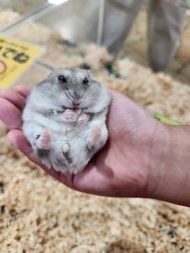 いきもの探検隊上尾に投稿された画像（2025/8/4）